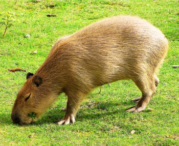 Capybara Eating Grass