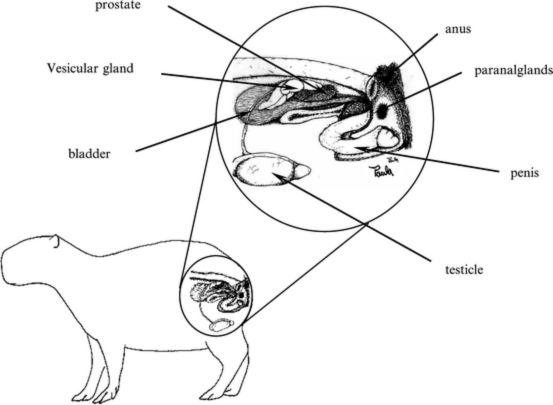 Caoybara Reproductive Organs