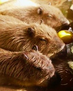 Capybara Swimming 1