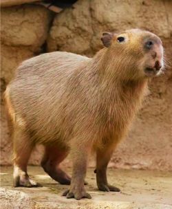 Capybara Largest-Rodent in the World
