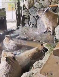 Capybara in Zoo