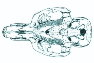 Capybara skull 2