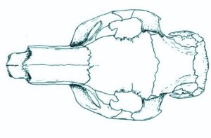 Capybara skull 3