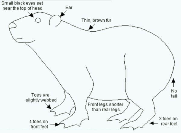 Capybaras Body