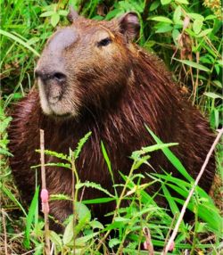 Lesser Capybara