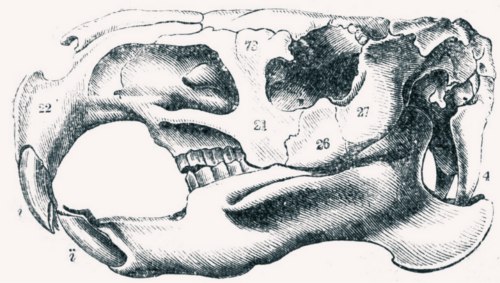 capybara skull head teeth