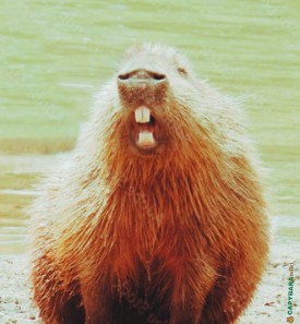 Capybara Teeth